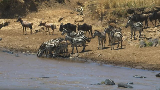long shot of zebra drinking from the mara river in masai mara game reserve, kenya