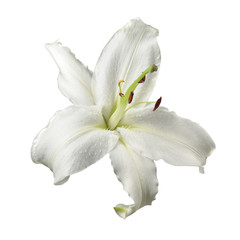 Fototapeta na wymiar Flower of white lily garden, isolated on white background