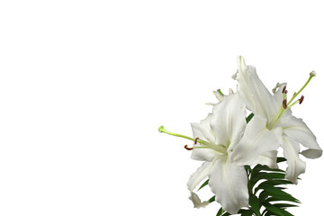 Fragment of a flowering plant of a beautiful white garden fragrant lily with wavy petals with a spilled pollen and  a long sexy pestle. Isolated on white background. Right side, copy space