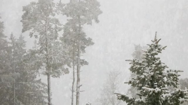 snowfall in the nature in a pine forest.