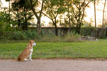 Brown and white cute puppy sitting down with green grass background. copy space