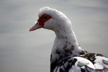 canard de barbarie 