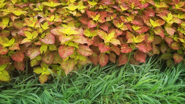 Tropical Plants with Colorful Leaves at Sri Lankan Garden