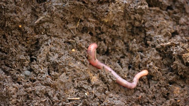 Solitary Earthworm Digging into a Compost Heap