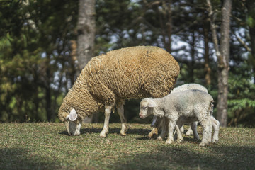 Obraz na płótnie Canvas sheep with lambs on the hills