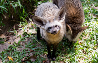 Bat Eared Fox Portrait in green grass at khaokheow zoo