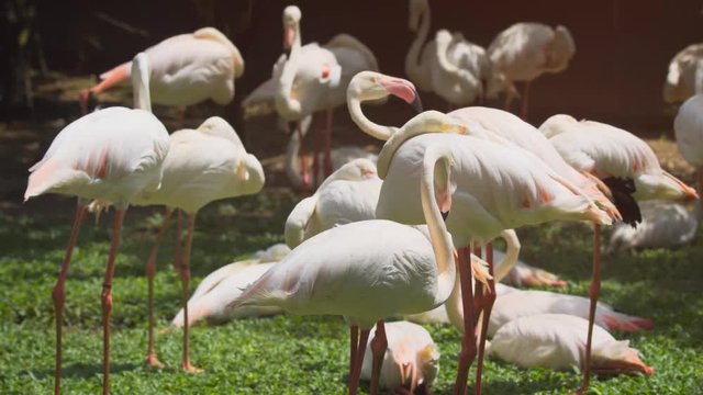 Flamboyance of Flamingos. UltraHD 4k footage