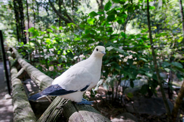 Close up shot of a seagull in forest