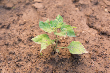 Chili tree planted on the soil. Young chili pepper plant