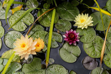 water lilies in a small pond