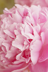 Peony