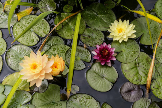 Fototapeta water lilies in a small pond