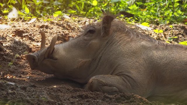 Lazy Desert Warthog in the Mud. UltraHD 4k footage