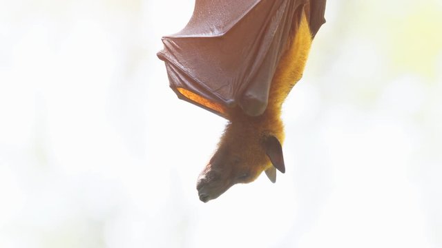 Closeup of a Pteropus Fruit Bat in the Wild