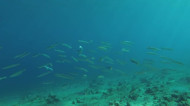 school of Yellow-tail Barracudas (Sphyraena flavicauda) swimming over sea grass, Red sea, Dahab, Sinai Peninsula, Egypt
