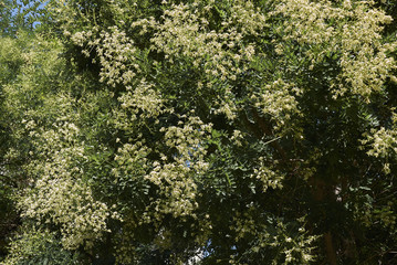 Styphnolobium japonicum