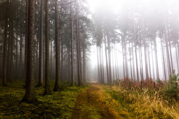 Trail through a mysterious forest in fog. Autumn morning in Bohemia. Magical atmosphere. Fairytale.