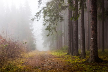 Trail through a mysterious forest in fog. Autumn morning in Bohemia. Magical atmosphere. Fairytale.