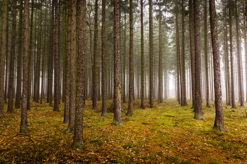 Fototapeta na wymiar Trail through a mysterious forest in fog. Autumn morning in Bohemia. Magical atmosphere. Fairytale.