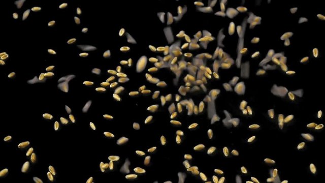 Slow motion wheat grains fall on black background close-up. Eco-friendly foods for healthy eating.