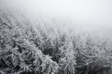Fototapeta na wymiar snowy treetops 