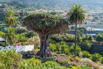Nationaldenkmal Drago Milenario - Drachenbaum auf Teneriffa in Icod de los Vinos
