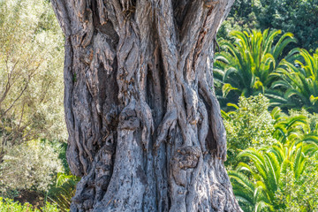 Drago Milenario - Baumstamm des 1000-jährigen Drachenbaums auf Teneriffa 