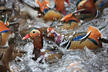 Mandarin duck (Aix galericulata)  in Japan