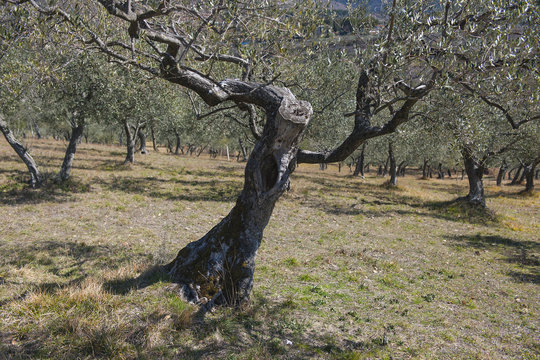 Olivenbäume bei San Daminano, Assisi, Umbrien, Italien