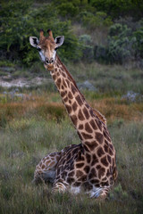 Giraffe sitting in grass, facing toward camera