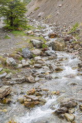 Stream in Ushuaia Forest
