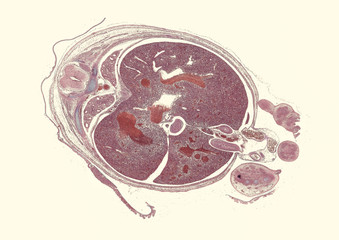 Pig embryo - cross section cut under the microscope