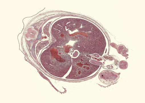 Pig Embryo - Cross Section Cut Under The Microscope