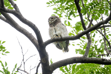 Spotted owl