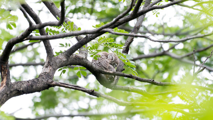 Spotted owl