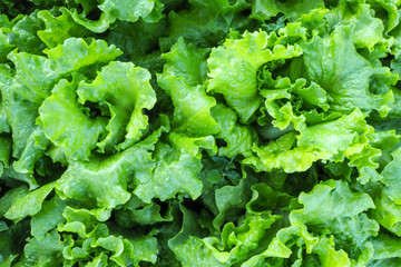 Lettuce farm. Green lettuce plants in growth at field.