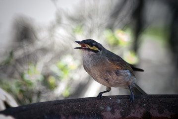 Yellow Faced Honeyeater (Lichenostromus Chrysops) in Venus Bay, Victoria, Australia