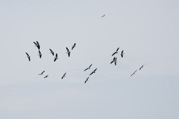 Group Flying of Spot billed pelican