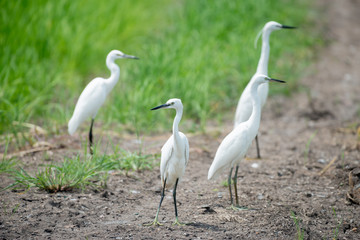 Little Egret