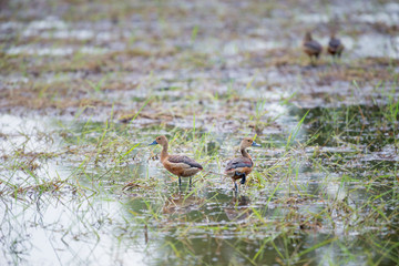 Lesser Whistling Duck