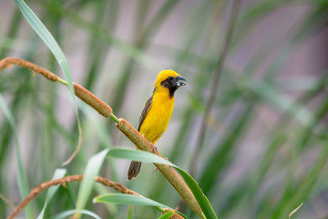 Asian Golden Weaver