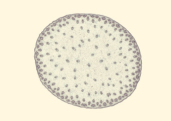 Zea mays, typical monocot stem with scattered
bundles - cross section cut under the microscope