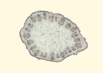 Helianthus sunflower, typical dicot herbaceous
stem - cross section cut under the microscope