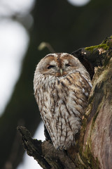Tawny owl sitting in hollow in old cracked tree. Cute night raptor. Bird in wildlife.