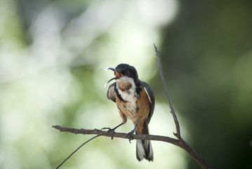 Eastern Spinebill (Acanthorhynchus Tenuirostris) in a tree in Venus Bay, Victoria, Australia