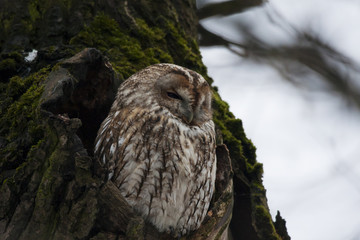 Tawny owl sitting in hollow in old cracked tree. Cute night raptor. Bird in wildlife.