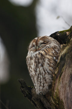 Tawny owl sitting in hollow in old cracked tree. Cute night raptor. Bird in wildlife.
