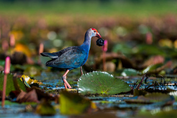 Purple Swamphen in wetlands Thale Noi, one of the country's largest wetlands covering Phatthalung, Nakhon Si Thammarat and Songkhla, South of THAILAND.