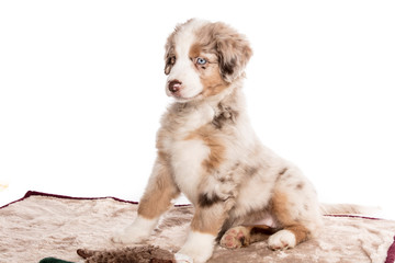 Mini Australian Shepherd Welpe sitzt auf der Hundedecke und guckt eingebildet stolz