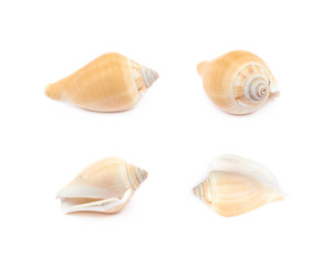 Sea shell isolated